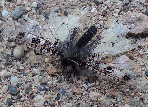 possibly antlion ?