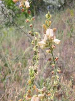 Onobrychis tournefortii