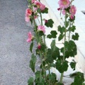 [url=/nature.php?matchIs=part&amp;category=p&amp;lang=la&amp;searchString=Althaea]Althaea[/url]