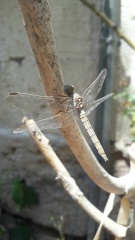 Libelle