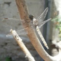 Libelle