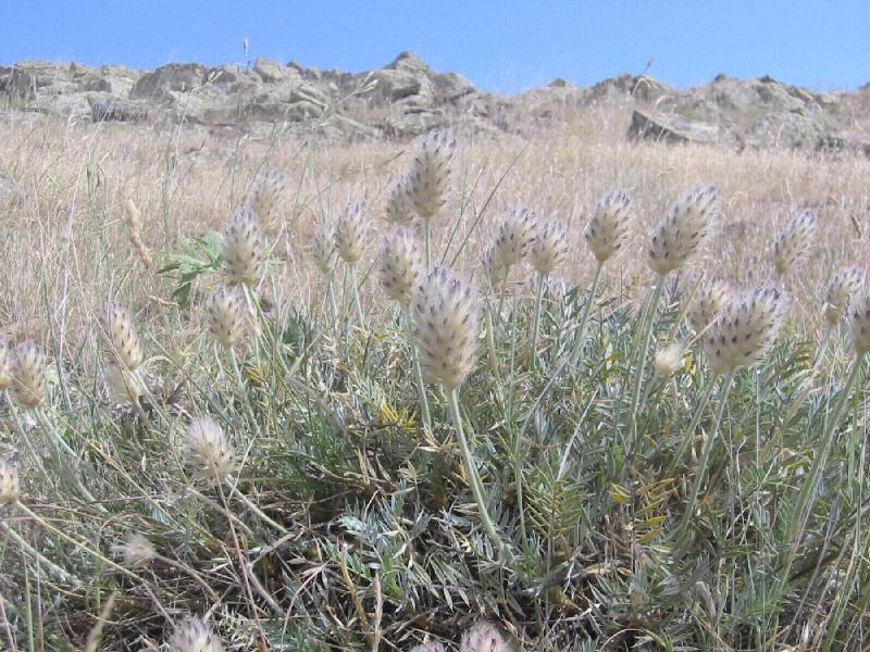 Astragalus